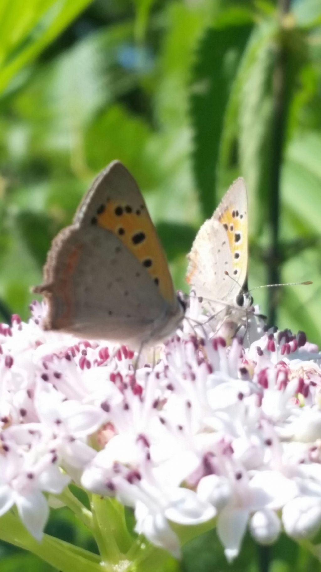 Lycaena phlaeas (Lycaenidae) e Coenonymnpha pamphilus (Nymphalidae Satyrinae).